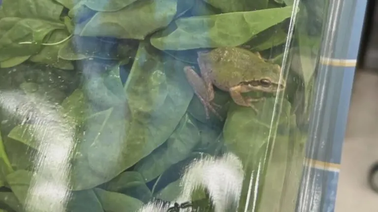 Viral: Australian Woman Discovers Frog Inside Spinach Bag from Supermarket Response