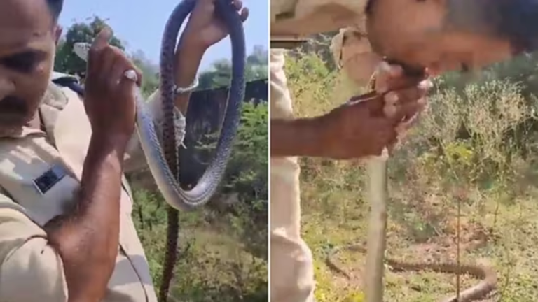 Police Constable Performs CPR On Unconscious Snake To Save Its Life