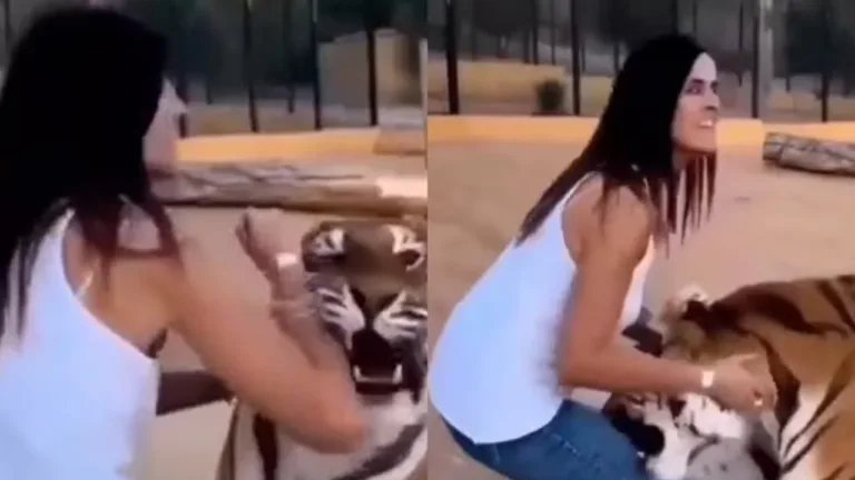 Viral: Why You Should Never Pet a Tiger – Watch the Video